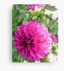 Dahlia - Brent Metal Print