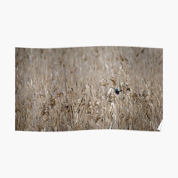 Wren in the Grass - Tamar River, Tasmania Poster
