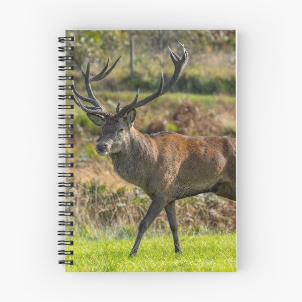 Item preview, Stag designed and sold by iCimages.net.