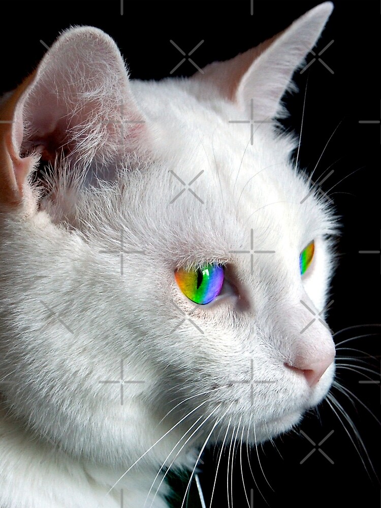 Pride Cat’s Eyes by technoqueer