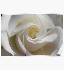 White Wedding Rose Poster