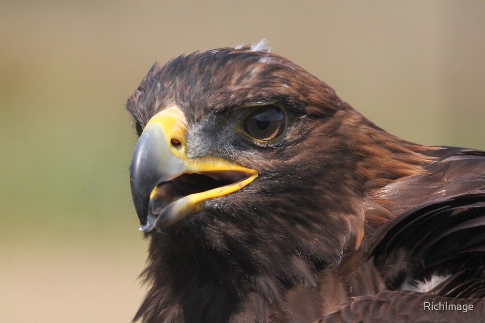 Young Golden Eagle By Richimage Redbubble