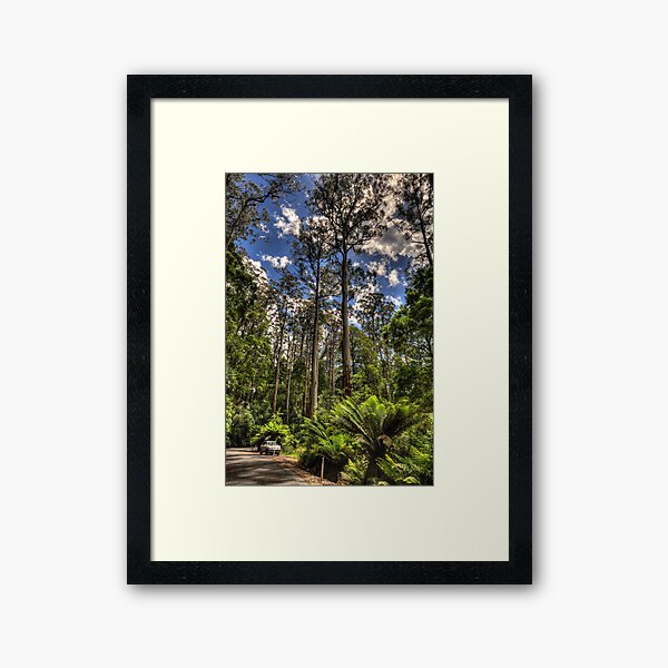 Item preview, Forrest Elders (The Perspective - How Big Are Those Trees ?) - The Otways National Park - The HDR Experience designed and sold by Salieri1627.