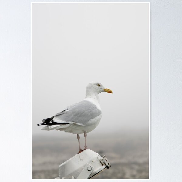 Item preview, Seagull in winter designed and sold by Rick Senley.