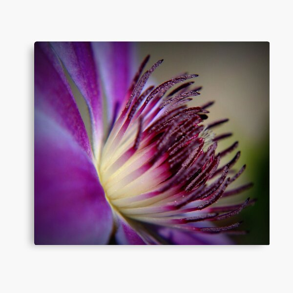 Purple Clematis Canvas Print