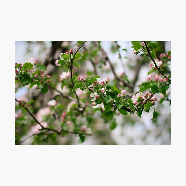 Item preview, Apple Blossoms designed and sold by AbigailJoy.
