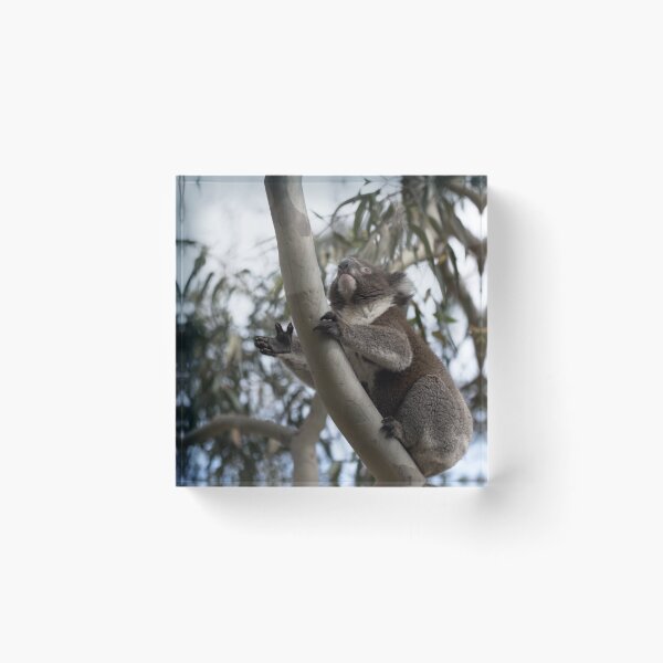 Item preview, Koala - Moving On Up designed and sold by imaginethis.