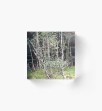 Forest near Loch Ness Acrylic Block