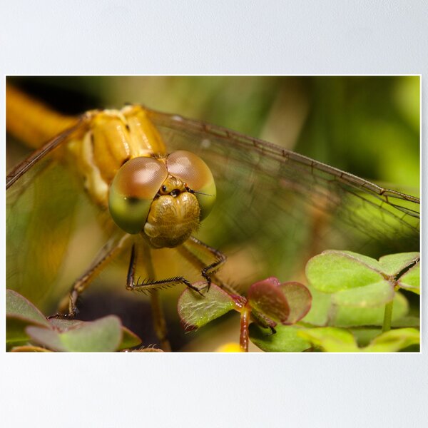 Item preview, Dragonfly designed and sold by Andrew Durick.