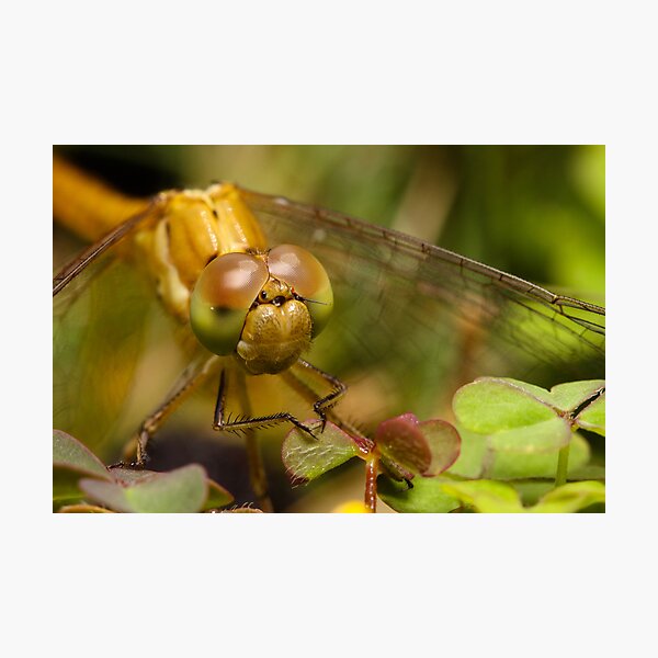Aperçu de l'œuvre Dragonfly créée et vendue par Andrew Durick.