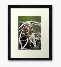 new born Framed Print