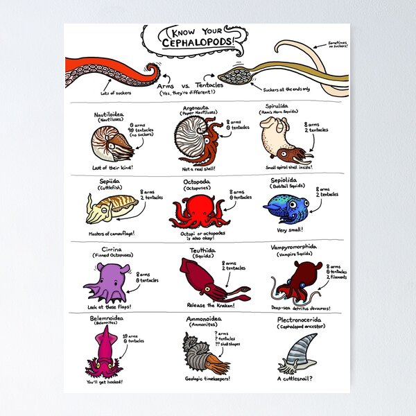Item preview, Know Your Cephalopods! designed and sold by KetrinaDrawsALot.