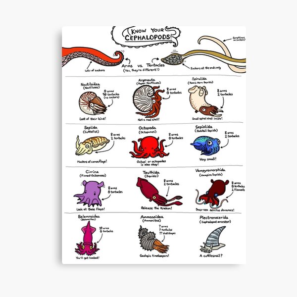 Know Your Cephalopods! Canvas Print