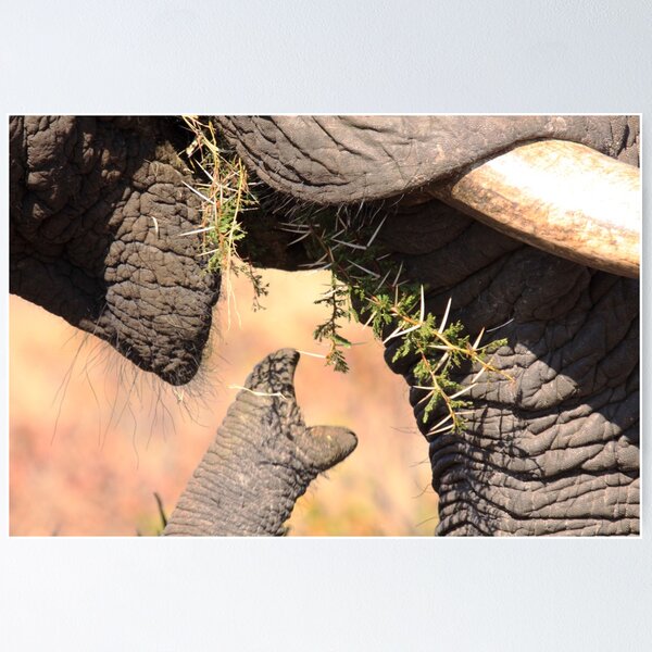 Item preview, Elephant isn't picky about food designed and sold by Jo McGowan.