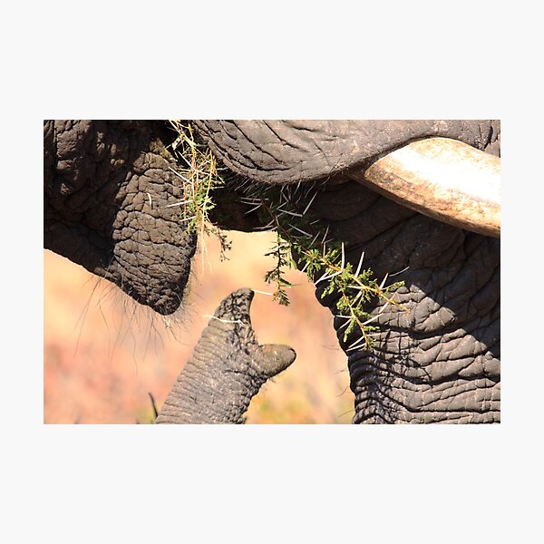 Item preview, Elephant isn't picky about food designed and sold by Jo McGowan.