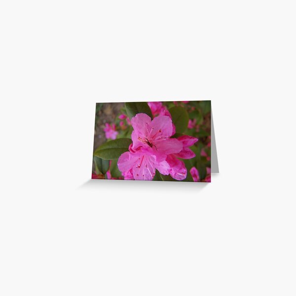 Spider 0n Pink Flowers Greeting Card