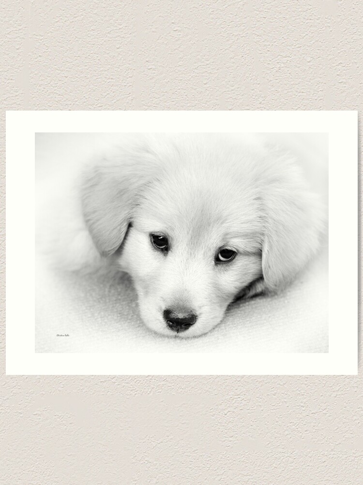 Chiot Golden Retriever Noir Et Blanc Impression artistique