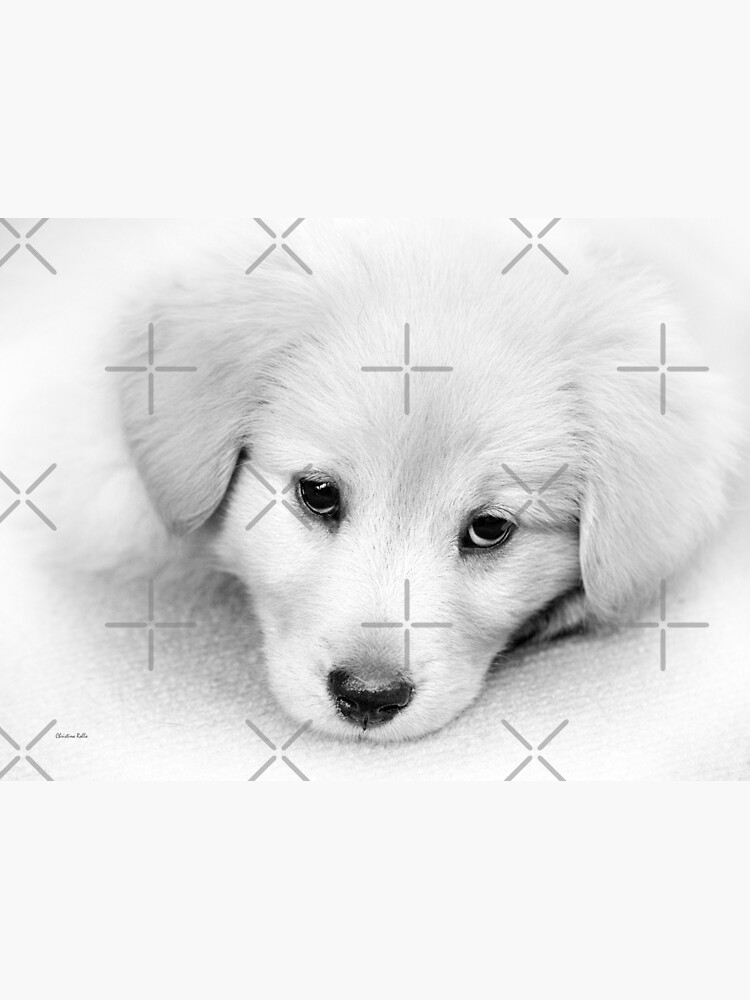 Carte De Vœux Chiot Golden Retriever Noir Et Blanc Par Rollosphotos Redbubble