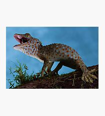 Defensive Tokay gecko Photographic Print
