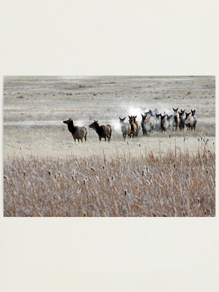Alternate view of High Alert Photographic Print
