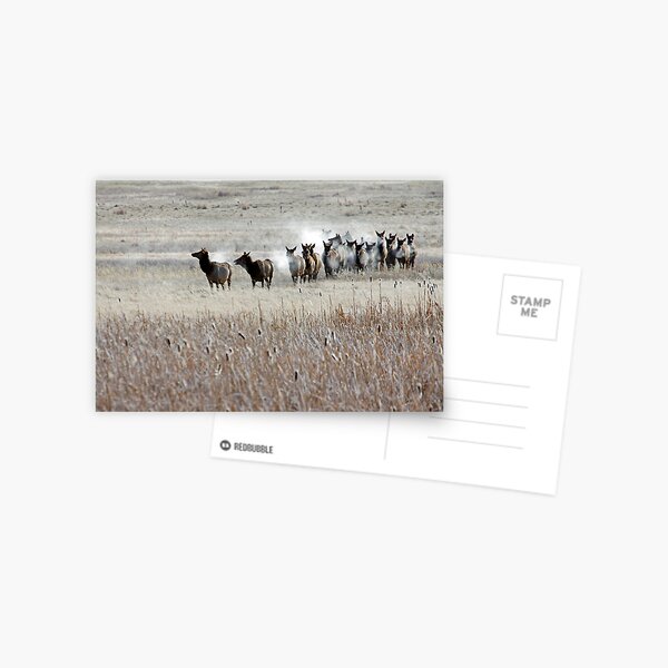 High Alert Postcard