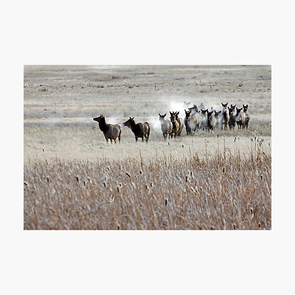 High Alert Photographic Print
