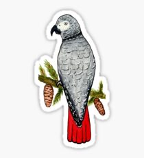 African Grey on a Fir Tree Branch Sticker