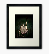Spider Web Framed Print