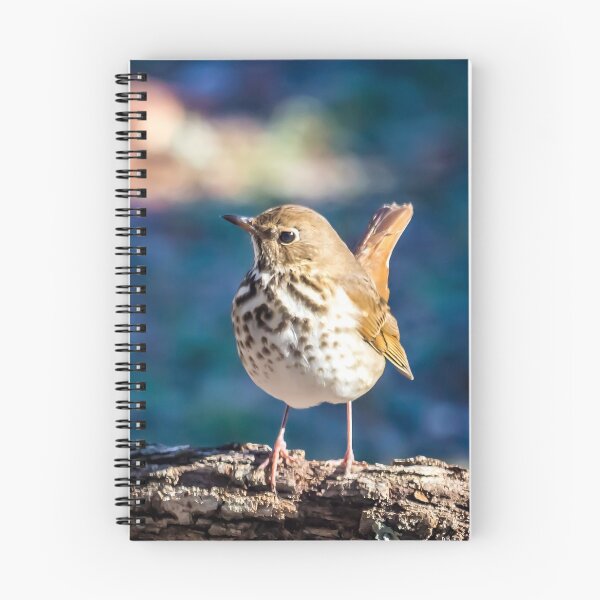 Item preview, Hermit Thrush In Winter designed and sold by ElizabethiB.
