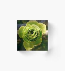 Succulent Acrylic Block