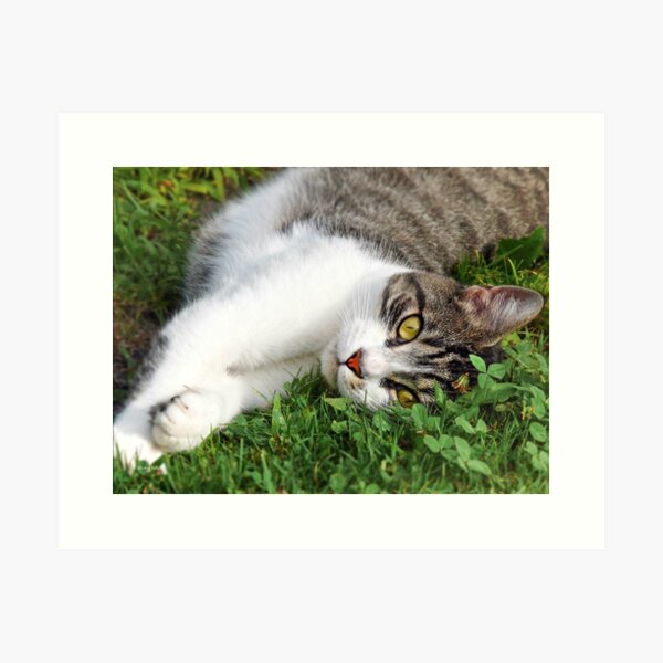 Item preview, Calico Cat designed and sold by Christina Rollo.