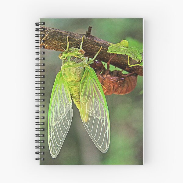 Item preview, Cicada Emerging from it's Shell designed and sold by searchlight.