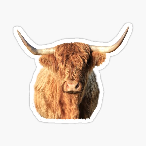 Highland Cow Portrait Sticker