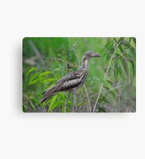 Bush Stone Curlew Metal Print