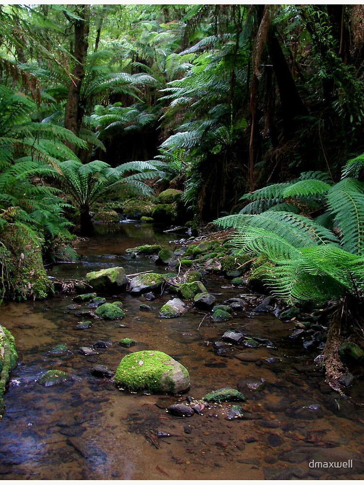 Thumbnail 3 of 3, Photographic Print, tarra bulga national park gippsland,3 designed and sold by dmaxwell.