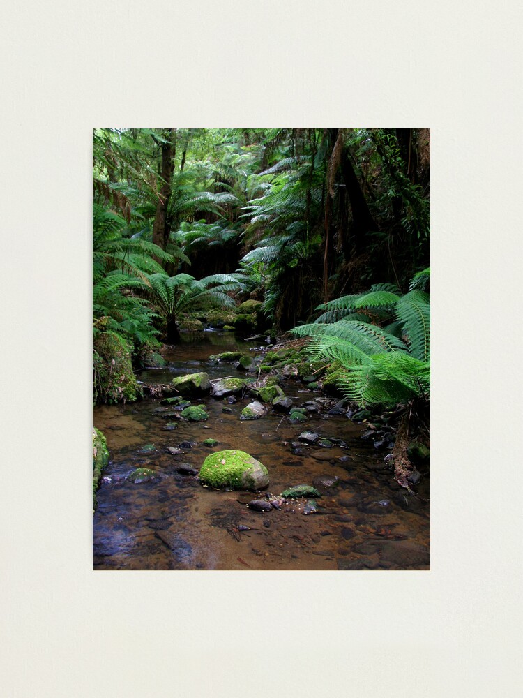 Thumbnail 1 of 3, Photographic Print, tarra bulga national park gippsland,3 designed and sold by dmaxwell.