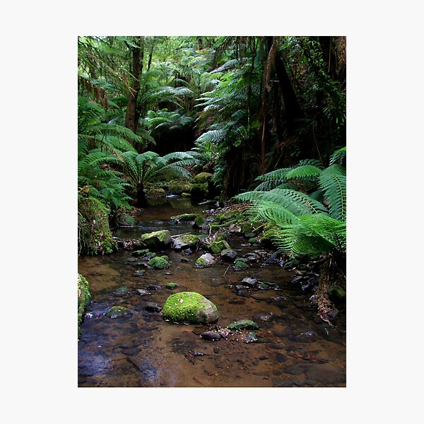 Item preview, tarra bulga national park gippsland,3 designed and sold by dmaxwell.