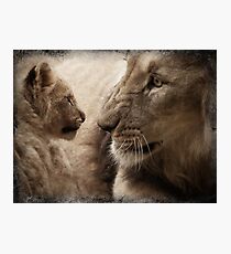 Close-up of a male lion and its cub Photographic Print