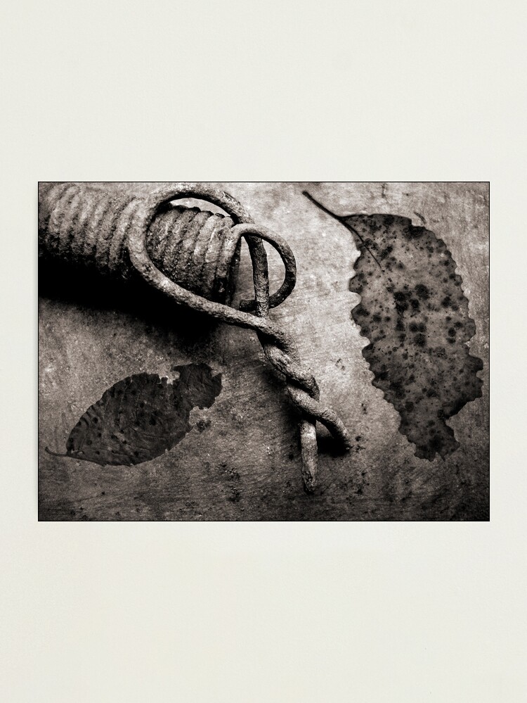 Alternate view of Leaf Spring Photographic Print