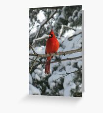 Red Bird in Winter Greeting Card