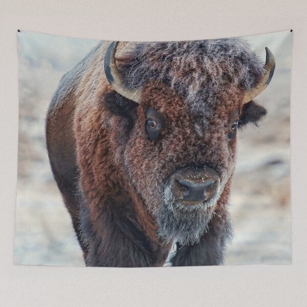 Item preview,  A snow-covered American Bison Roams Yellowstone National Park  designed and sold by Rocky Mountain Artistry.