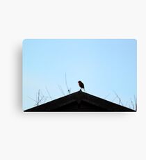 Perched Robin Canvas Print