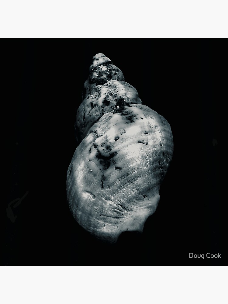 Shell by DougCook