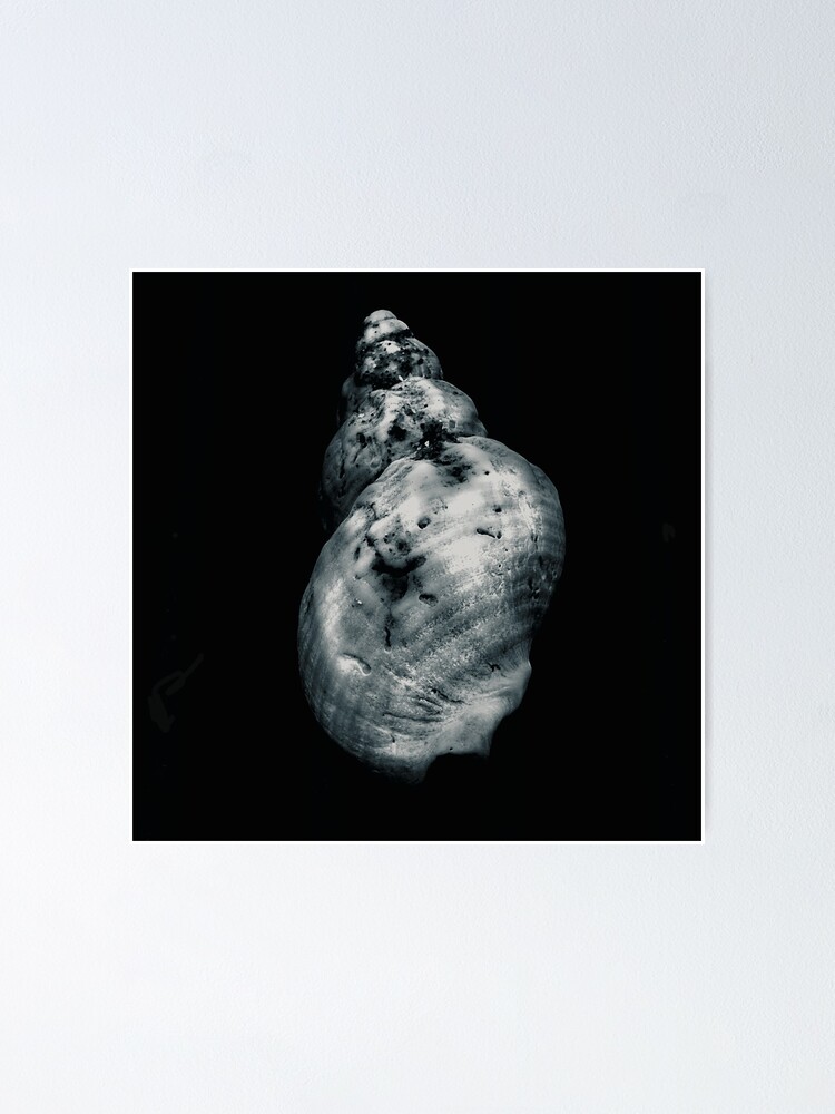 Alternate view of Shell Poster