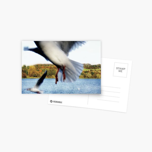 The Birds Postcard