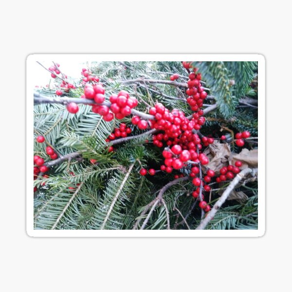 Holiday Holly Berries Sticker