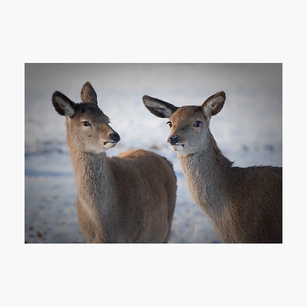 Item preview, "Don't Look Now But Do You Reckon That Photographers Looking At Us?" designed and sold by geoff curtis.