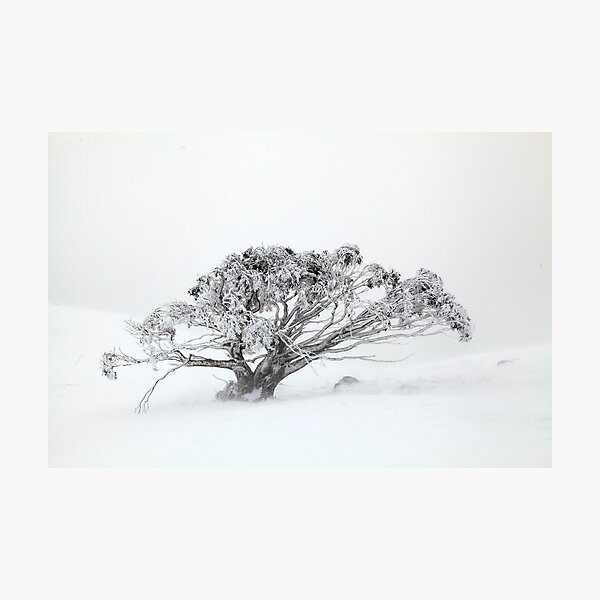 Item preview, Snow gum Mt Stirling  designed and sold by Donovan Wilson.