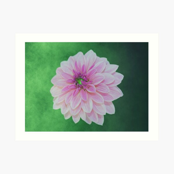 Creme Pink Dahlia On Green Art Print