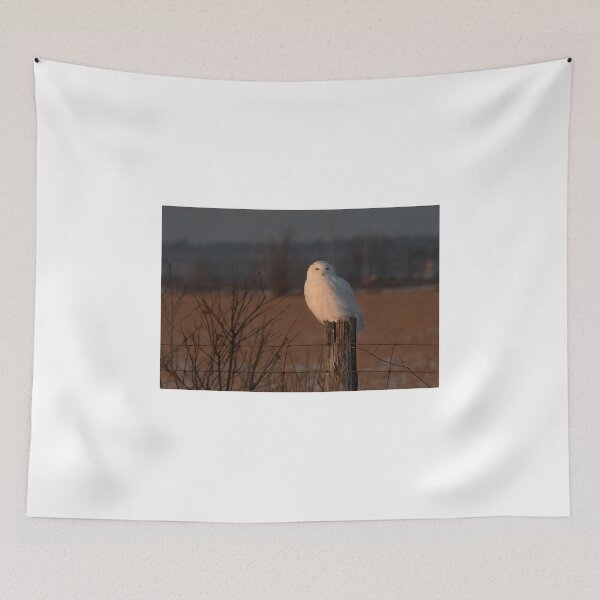 Item preview, Male Snowy Owl designed and sold by James Cumming.